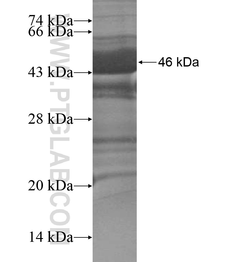 IQCC fusion protein Ag17030 SDS-PAGE IQCC fusion protein Ag17030 SDS-PAGE