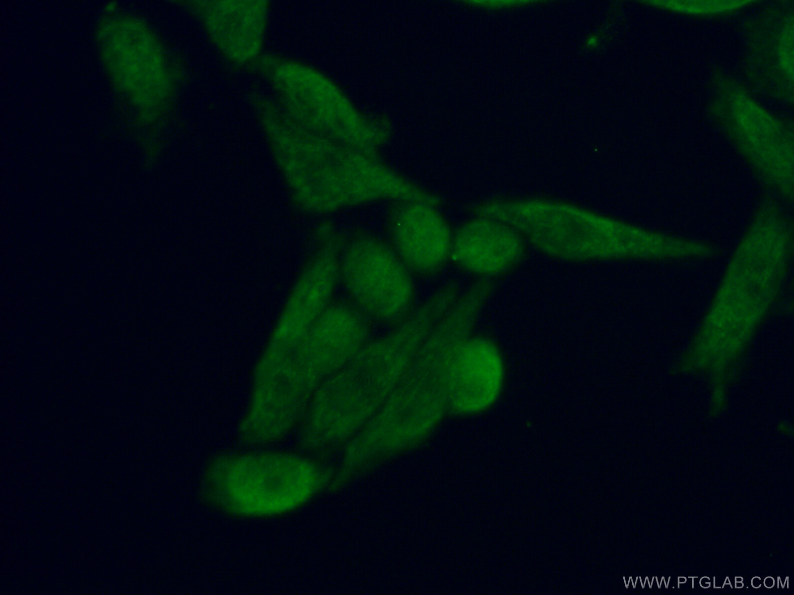 IF Staining of HeLa using 26345-1-AP