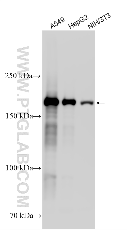 WB analysis using 22167-1-AP