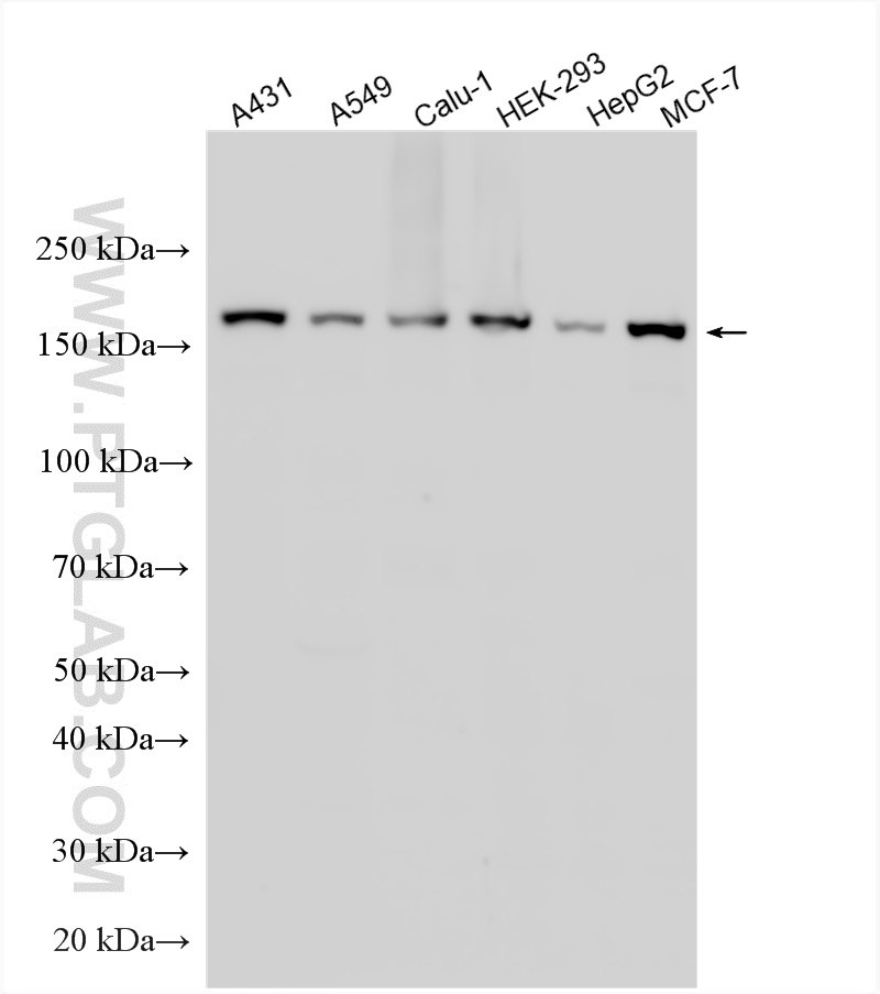 WB analysis using 25930-1-AP