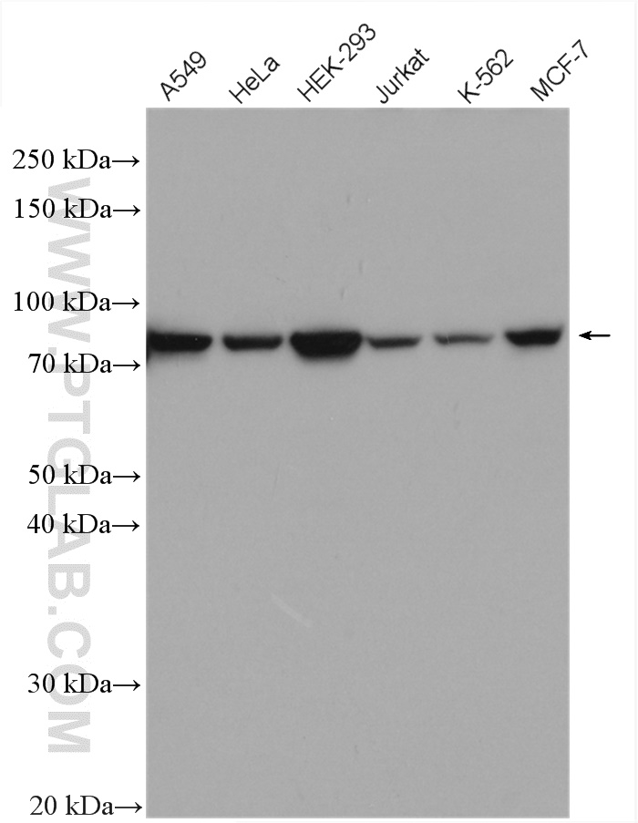 WB analysis using 10478-2-AP