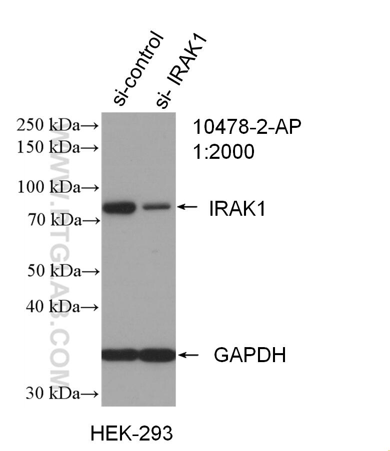 WB analysis of HEK-293 using 10478-2-AP