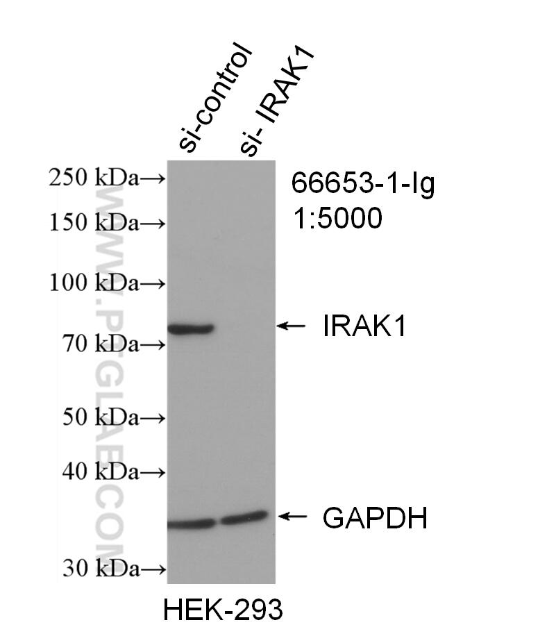 WB analysis of HEK-293 using 66653-1-Ig