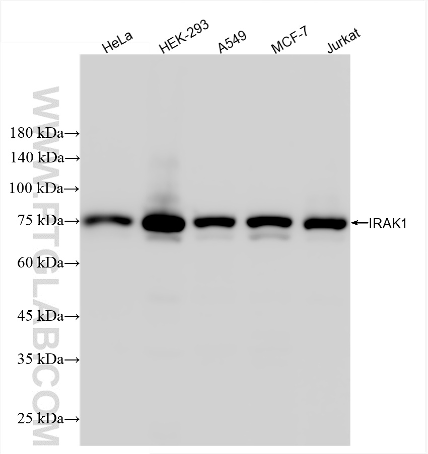 WB analysis using 86068-3-RR (same clone as 86068-3-PBS)
