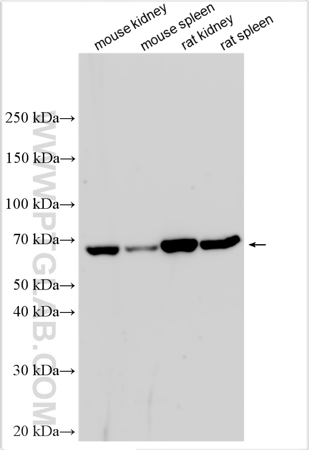 WB analysis using 28200-1-AP