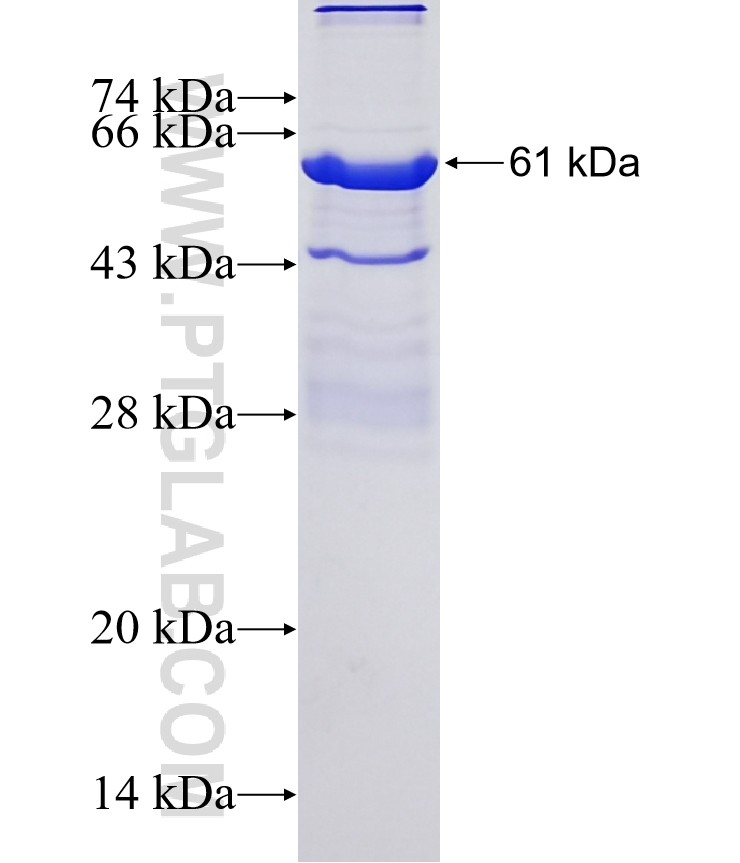 IRAK2 fusion protein Ag16297 SDS-PAGE