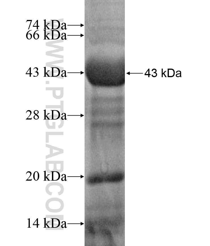IRAK2 fusion protein Ag17380 SDS-PAGE