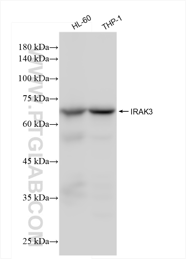 WB analysis using 83876-2-RR (same clone as 83876-2-PBS)