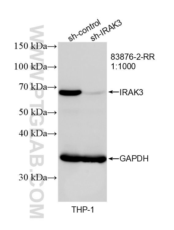 WB result of IRAK3 antibody (<a class='green' href='/productredirect?CatalogNo=83876-2-RR' target='_blank'>83876-2-RR</a>; 1:1000; incubated at room temperature for 1.5 hours) with sh-Control and sh-IRAK3 transfected THP-1 cells. This data was developed using the same antibody clone with 83876-2-PBS in a different storage buffer formulation. WB analysis of THP-1 using 83876-2-RR (same clone as 83876-2-PBS)