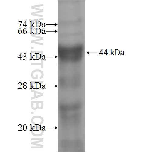 IRAK3 fusion protein Ag5287 SDS-PAGE