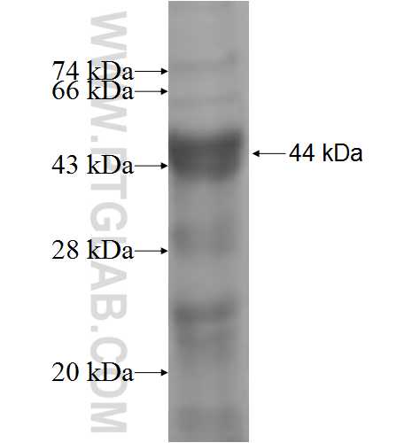 IRAK3 fusion protein Ag5287 SDS-PAGE IRAK3 fusion protein Ag5287 SDS-PAGE
