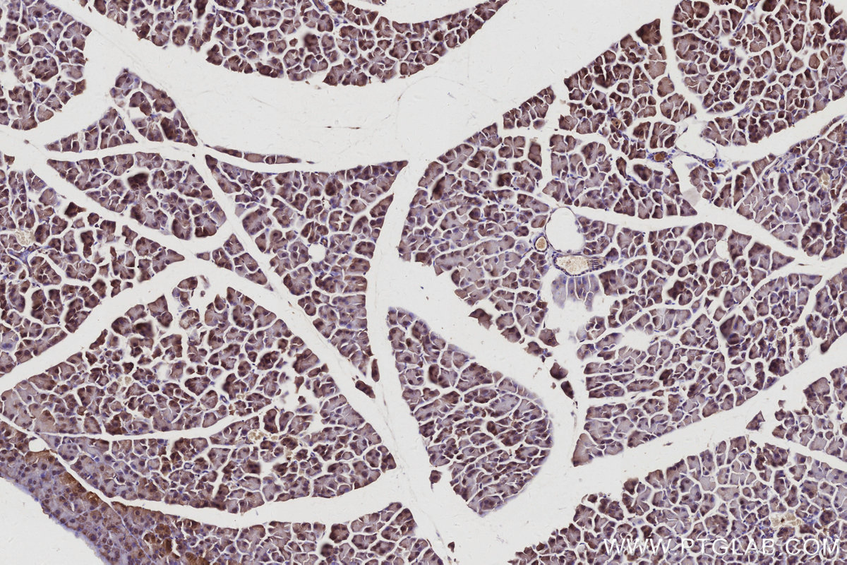 IHC staining of mouse pancreas using 67180-1-Ig