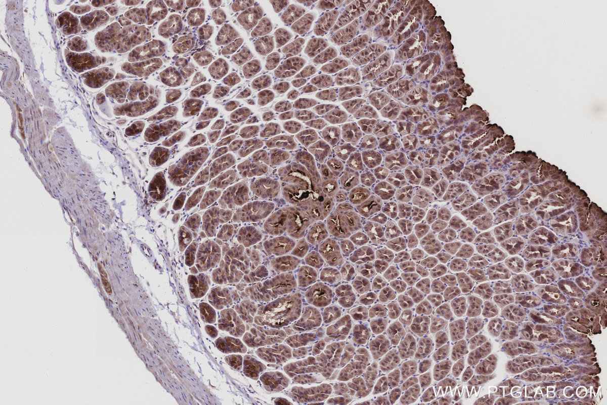 IHC staining of mouse stomach using 67180-1-Ig