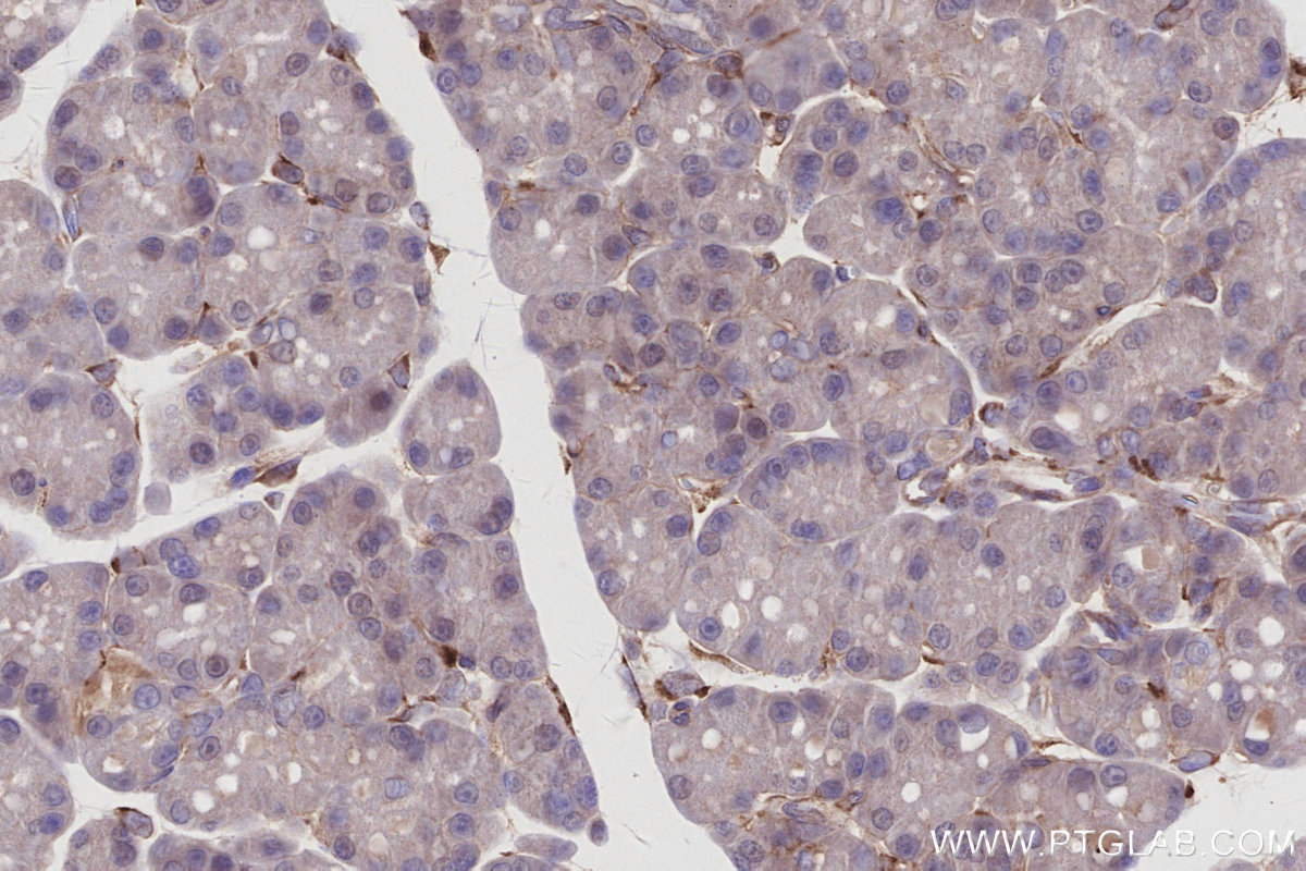 IHC staining of rat pancreas using 67180-1-Ig