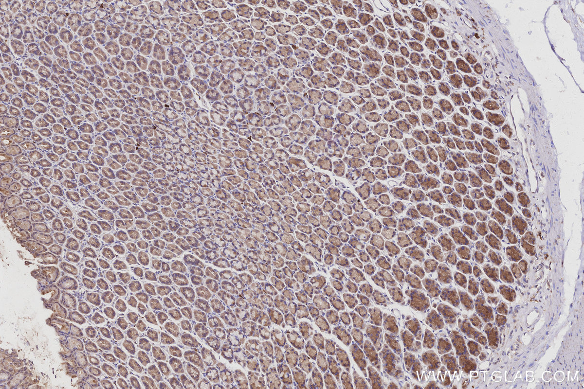 IHC staining of rat stomach using 67180-1-Ig