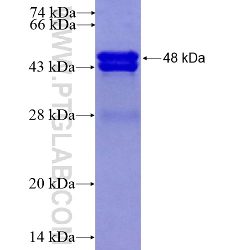 IRAK4 fusion protein Ag12982 SDS-PAGE