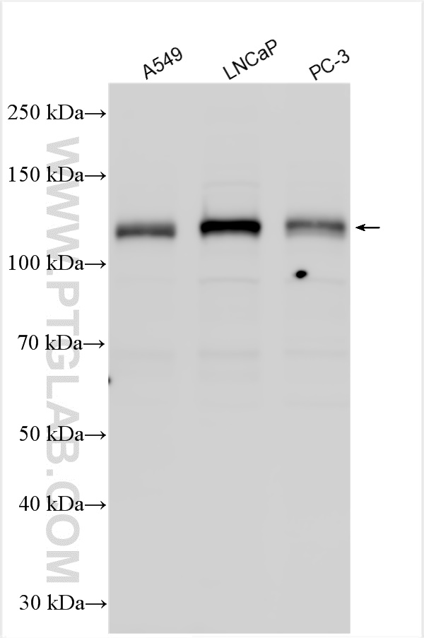 WB analysis using 27528-1-AP