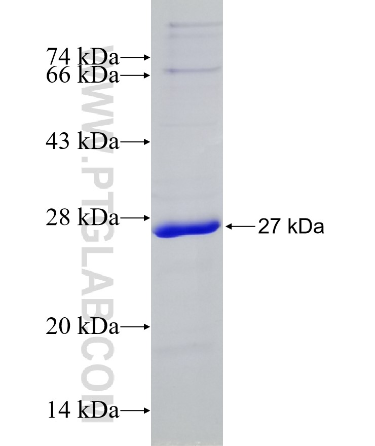 IRE1; ERN1 fusion protein Ag25598 SDS-PAGE