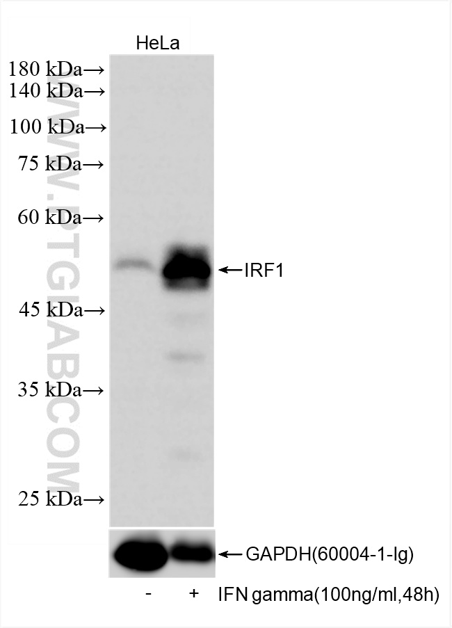 WB analysis of HeLa using 85254-3-RR (same clone as 85254-3-PBS)