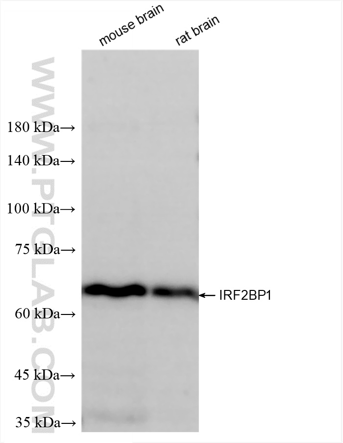WB analysis using 86048-1-RR (same clone as 86048-1-PBS)