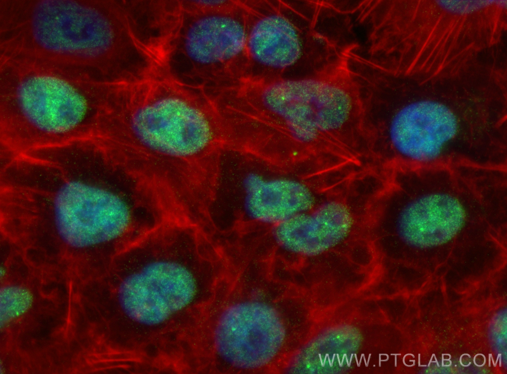 Immunofluorescent analysis of (4% PFA) fixed A549 cells using IRF2BP2 antibody (84750-1-RR, Clone: 241949E3 ) at dilution of 1:1000 and CoraLite®488-Conjugated Goat Anti-Rabbit IgG(H+L) (<a class='green' href='/productredirect?CatalogNo=SA00013-2' target='_blank'>SA00013-2</a>), CL594-Phalloidin (red). IF Staining of A549 using 84750-1-RR