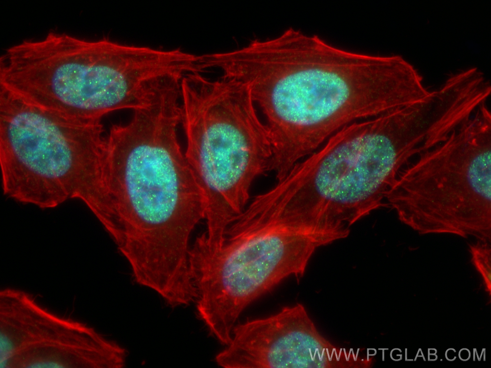 Immunofluorescent analysis of (4% PFA) fixed HepG2 cells using IRF2BP2 antibody (84750-1-RR, Clone: 241949E3 ) at dilution of 1:1000 and CoraLite®488-Conjugated Goat Anti-Rabbit IgG(H+L) (<a class='green' href='/productredirect?CatalogNo=SA00013-2' target='_blank'>SA00013-2</a>), CL594-Phalloidin (red). IF Staining of HepG2 using 84750-1-RR