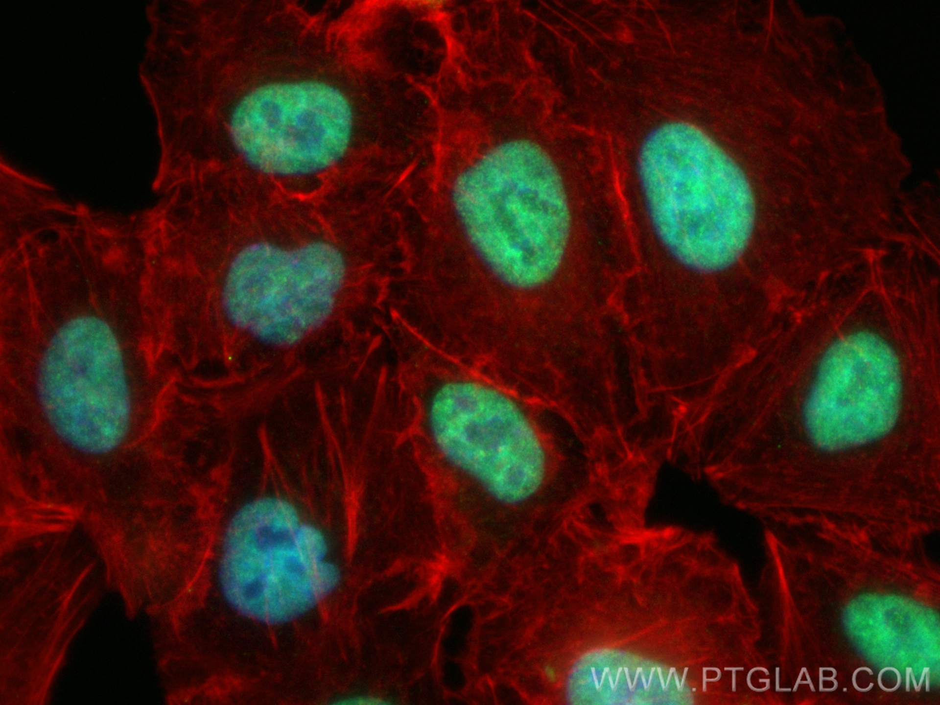Immunofluorescent analysis of (4% PFA) fixed A549 cells using CoraLite® Plus 488 IRF2BP2 antibody (CL488-84750, Clone: 241949E3 ) at dilution of 1:200, CL594-Phalloidin (red). IF Staining of A549 using CL488-84750