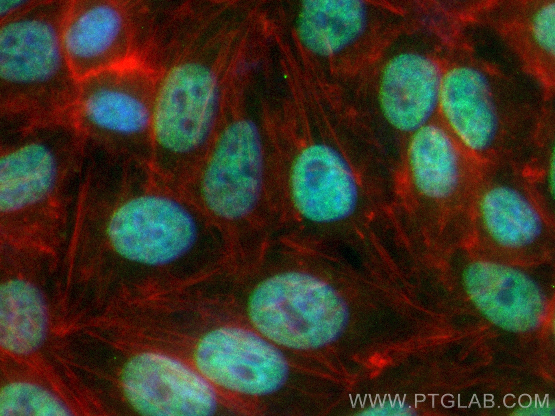 Immunofluorescent analysis of (4% PFA) fixed HepG2 cells using CoraLite® Plus 488 IRF2BP2 antibody (CL488-84750, Clone: 241949E3 ) at dilution of 1:200, CL594-Phalloidin (red). IF Staining of HepG2 using CL488-84750