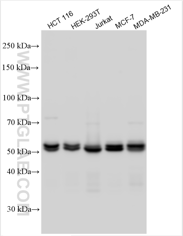 WB analysis using 11312-1-AP