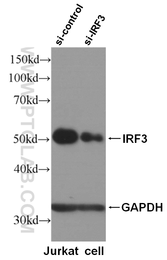 WB analysis of Jurkat cells using 11312-1-AP