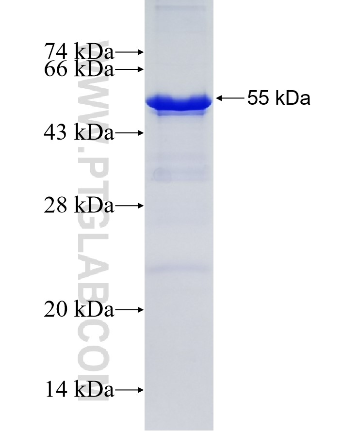 IRF4 fusion protein Ag25203 SDS-PAGE
