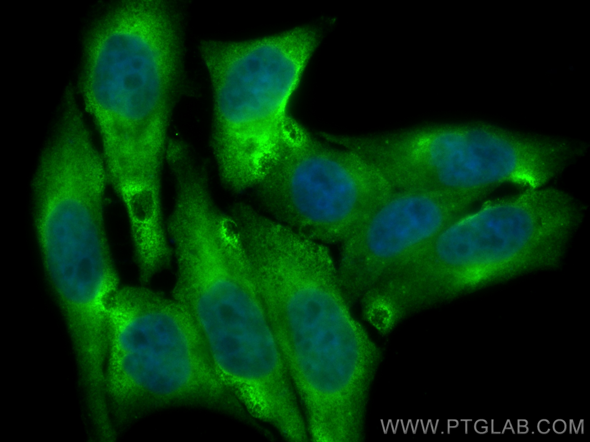 IF Staining of HepG2 using CL488-66835