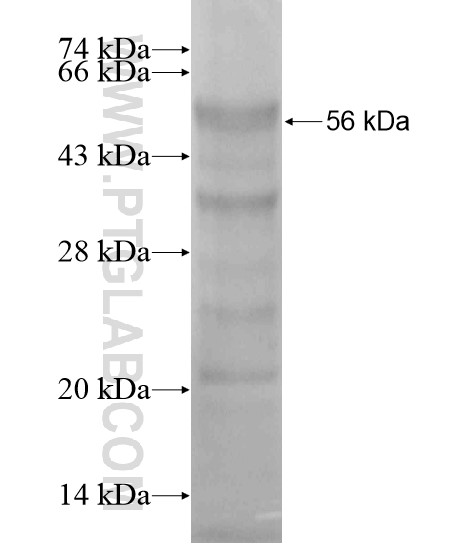 IRF7 fusion protein Ag19189 SDS-PAGE IRF7 fusion protein Ag19189 SDS-PAGE