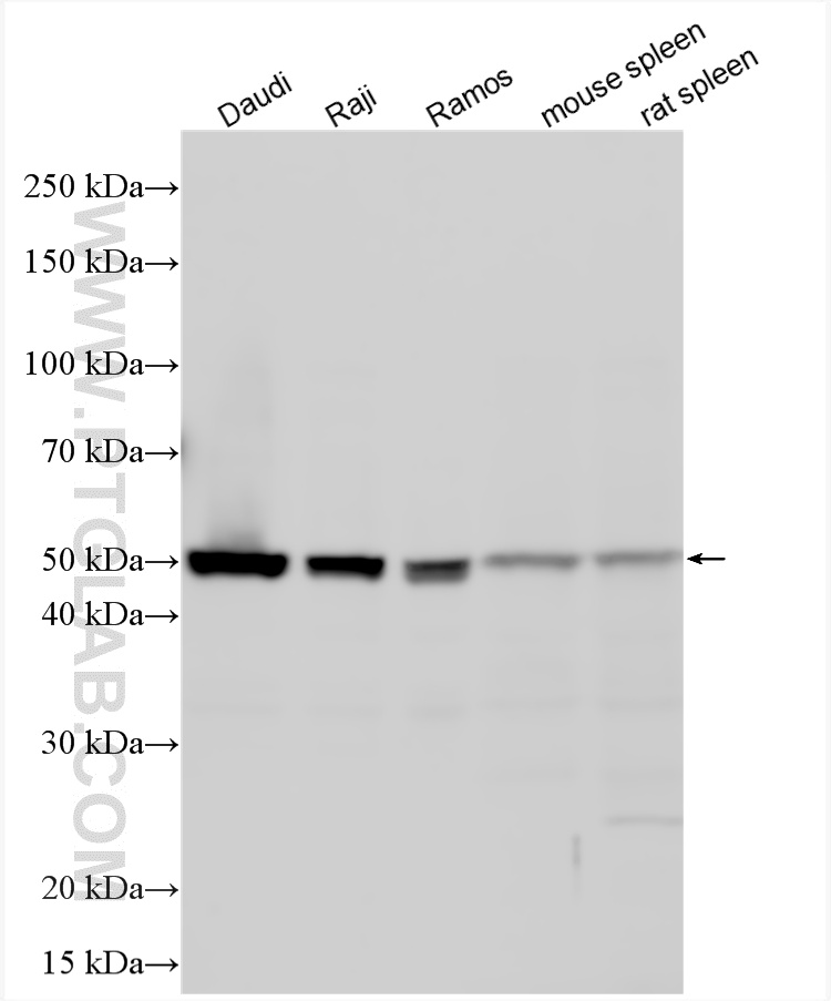 WB analysis using 24437-1-AP