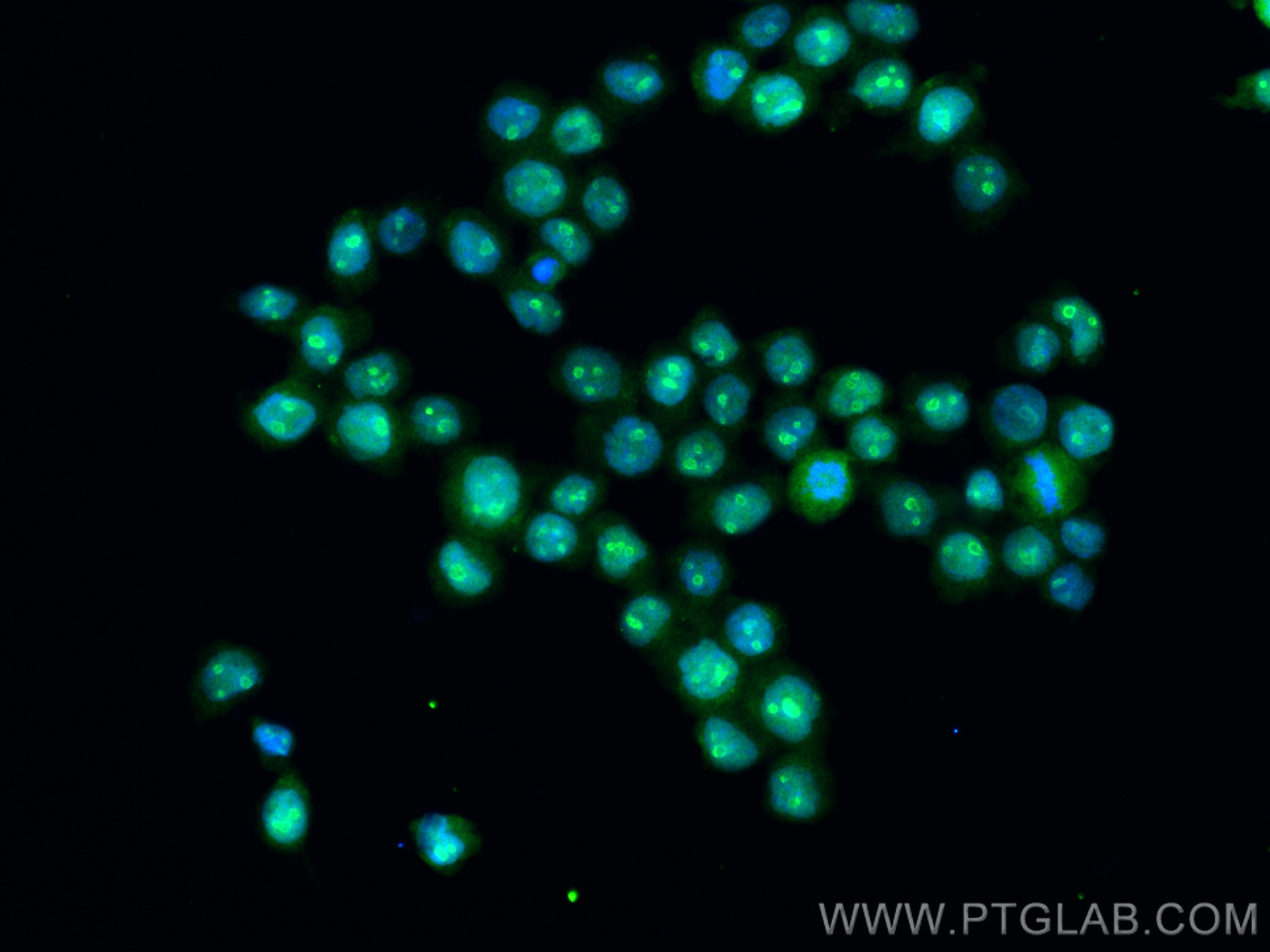 IF Staining of THP-1 using 67142-1-Ig (same clone as 67142-1-PBS)