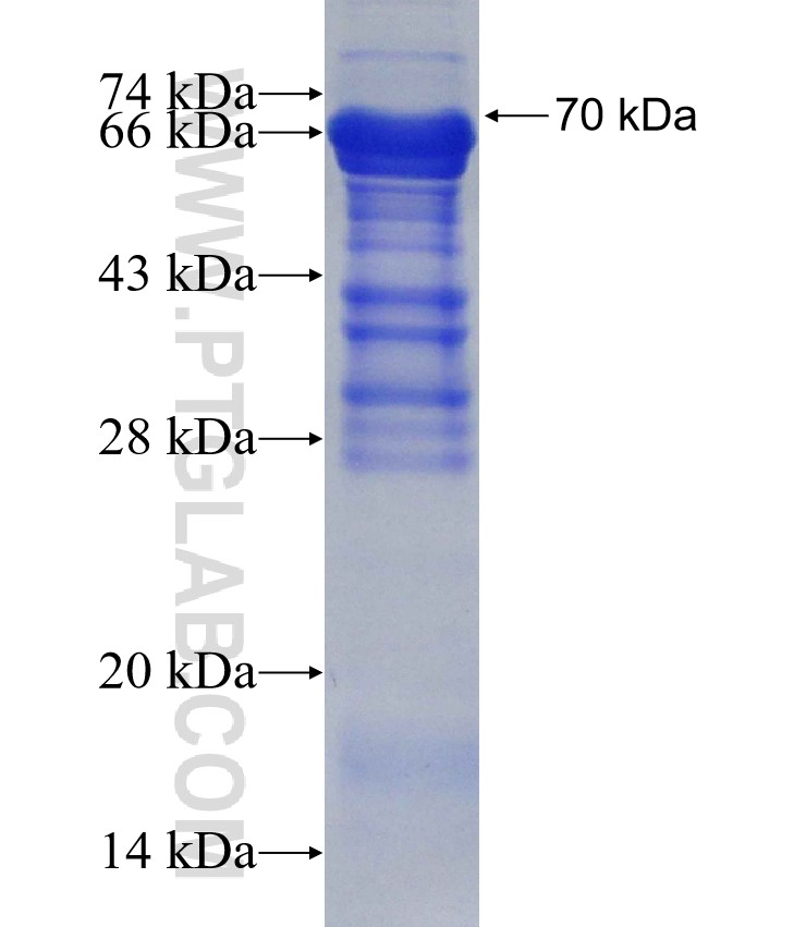 IRF9 fusion protein Ag5365 SDS-PAGE