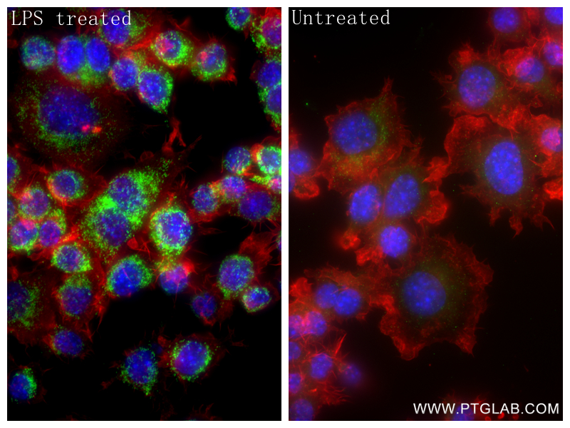 Immunofluorescent analysis of (4% PFA) fixed LPS treated RAW 264.7 cells using IRG1 antibody (86725-1-RR, Clone: 251531C12 ) at dilution of 1:500 and CoraLite®488-Conjugated Goat Anti-Rabbit IgG(H+L) (<a class='green' href='/productredirect?CatalogNo=SA00013-2' target='_blank'>SA00013-2</a>), CL594-Phalloidin (red). IF Staining of RAW 264.7 using 86725-1-RR