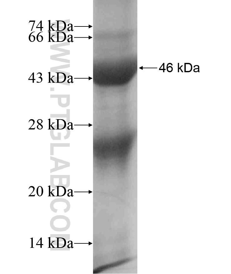 IRGM fusion protein Ag18528 SDS-PAGE IRGM fusion protein Ag18528 SDS-PAGE