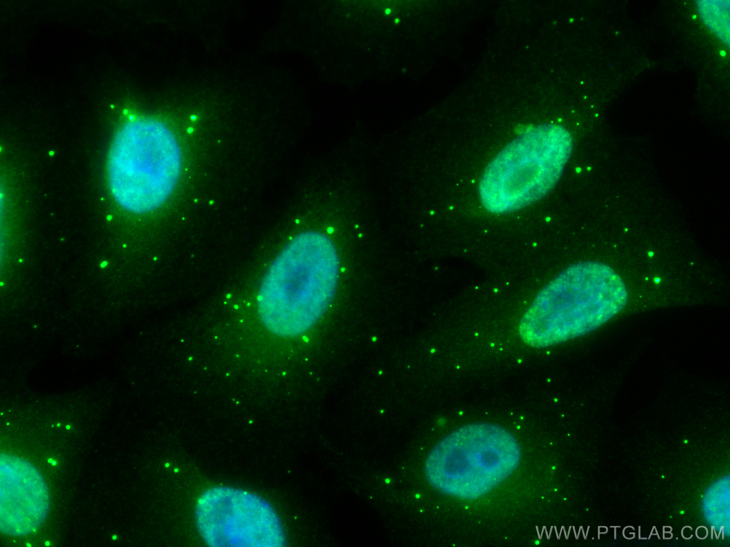 IF Staining of A549 using CL488-17509