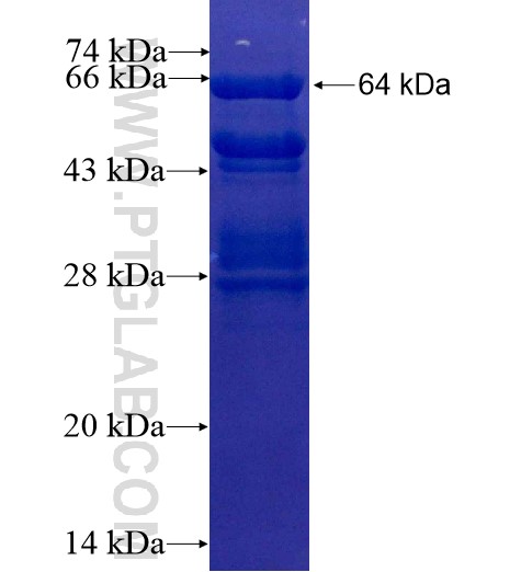 IRS1 fusion protein Ag11714 SDS-PAGE