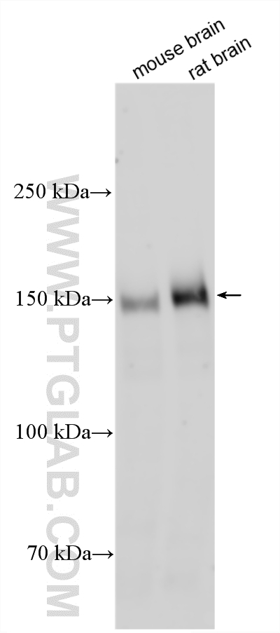 WB analysis using 20702-1-AP