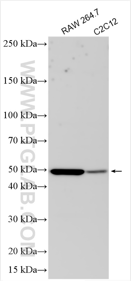 WB analysis using 31699-1-AP