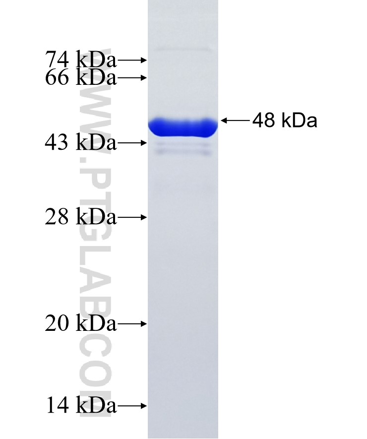 IRX1 fusion protein Ag36597 SDS-PAGE