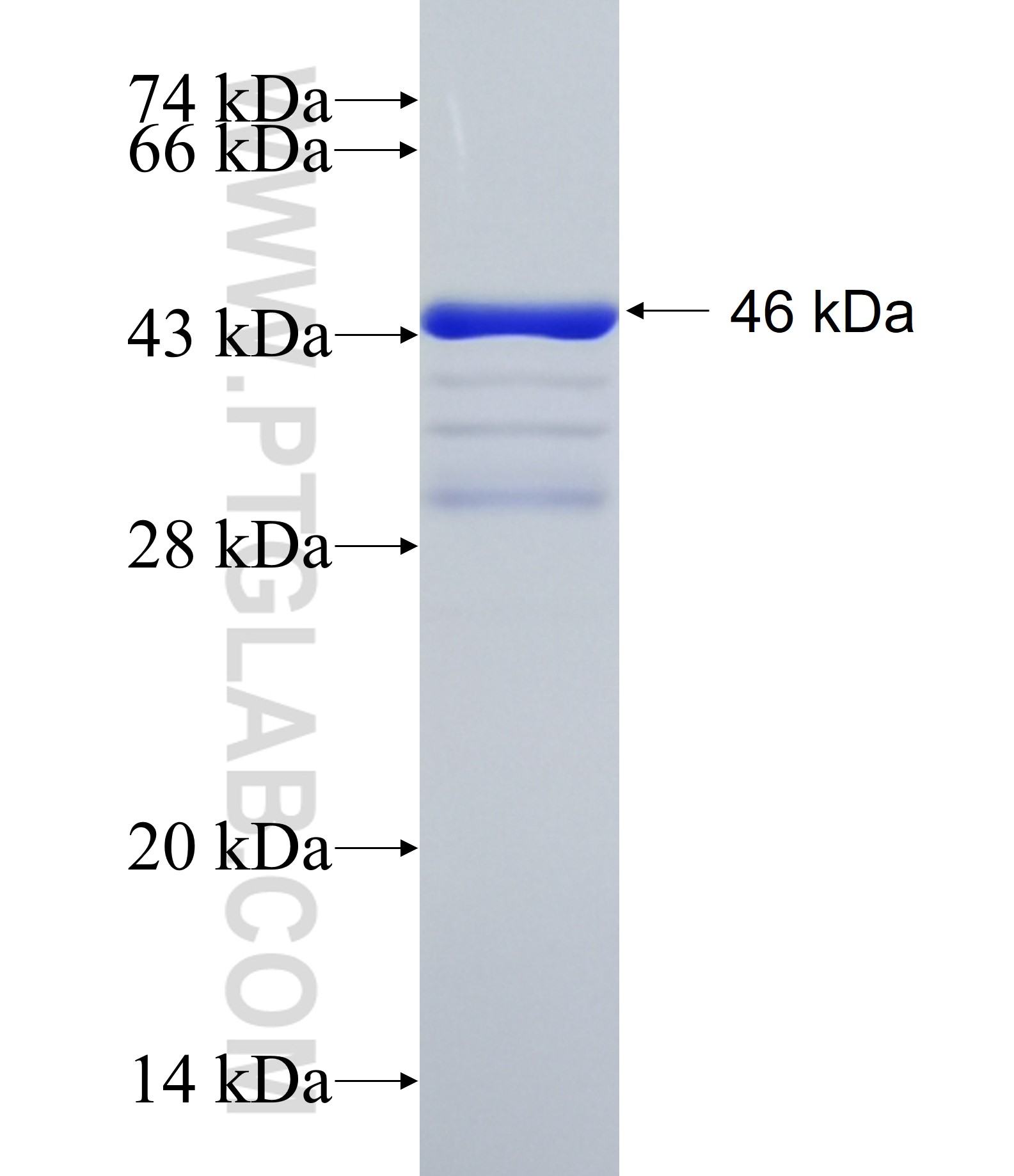 IRX3 fusion protein Ag26743 SDS-PAGE