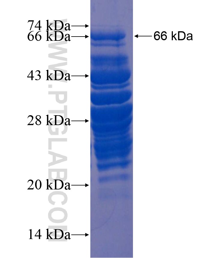 IRX4 fusion protein Ag18015 SDS-PAGE