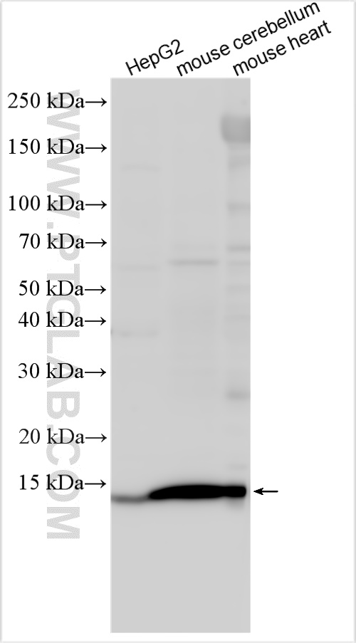 WB analysis using 20324-1-AP