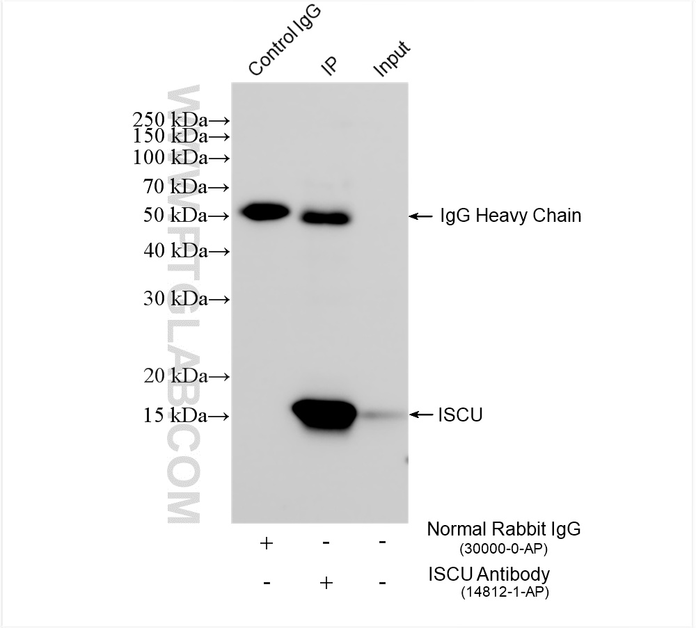 IP experiment of mouse heart using 14812-1-AP