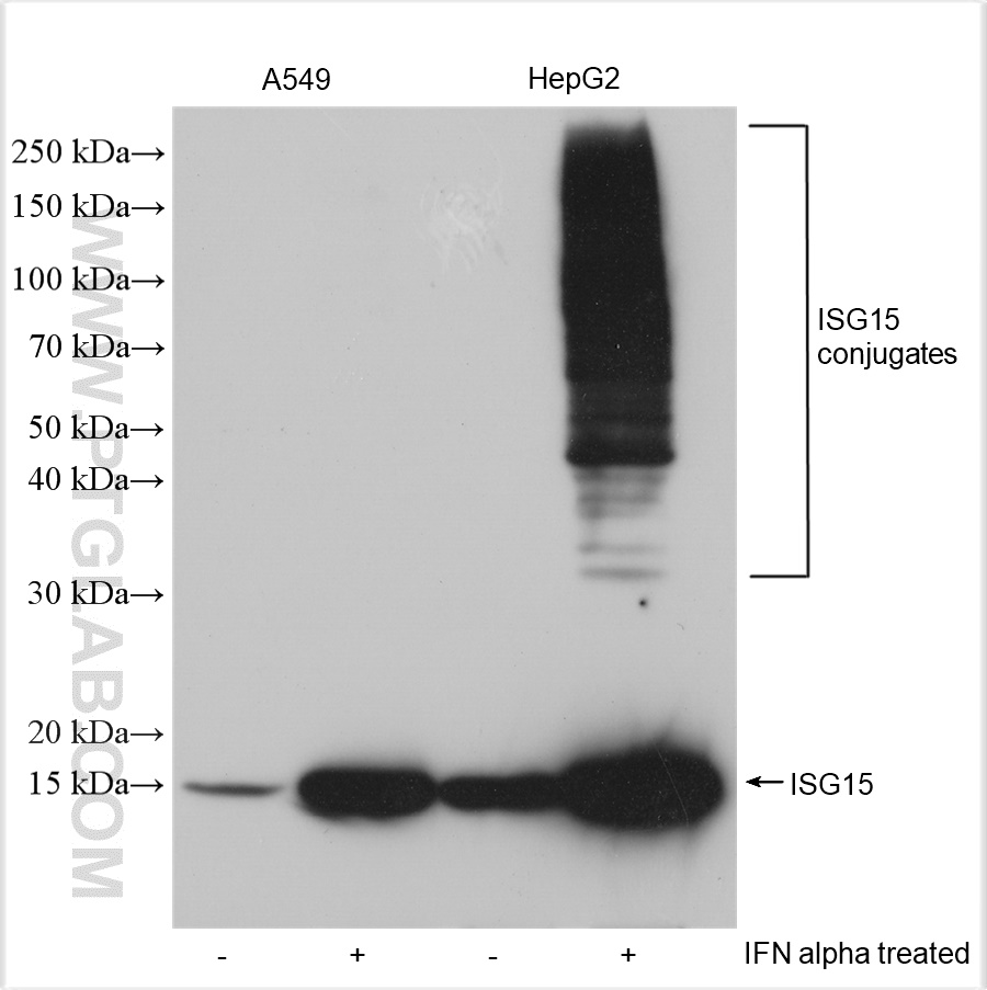 WB analysis using 15981-1-AP