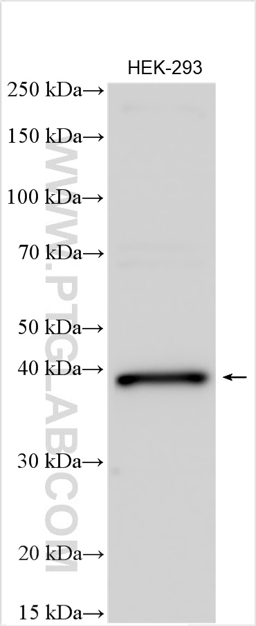 WB analysis of HEK-293 using 24639-1-AP