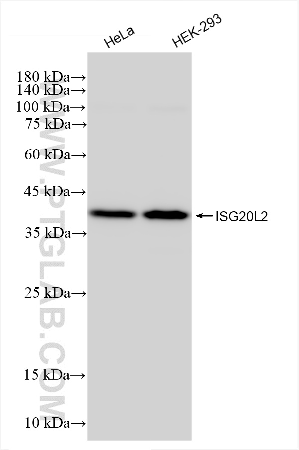WB analysis using 85992-2-RR (same clone as 85992-2-PBS)